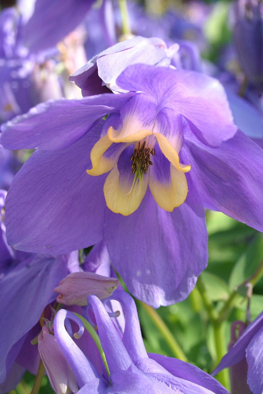 Laplandija Tūtenes,  Aquilegia Olimpinės,  Žydėjimo Gegužės,  Aukštis 30Cm, Nemokamos Nuotraukos,  Nemokama Licenzija