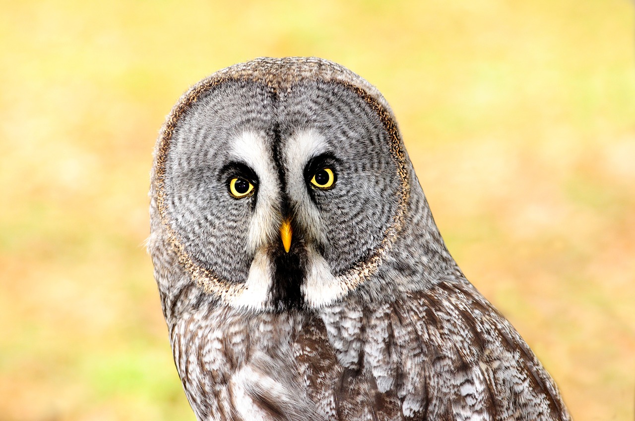 Lapland Owl, Plėšrusis Paukštis, Paukštis, Aštrus Išvaizda, Nemokamos Nuotraukos,  Nemokama Licenzija