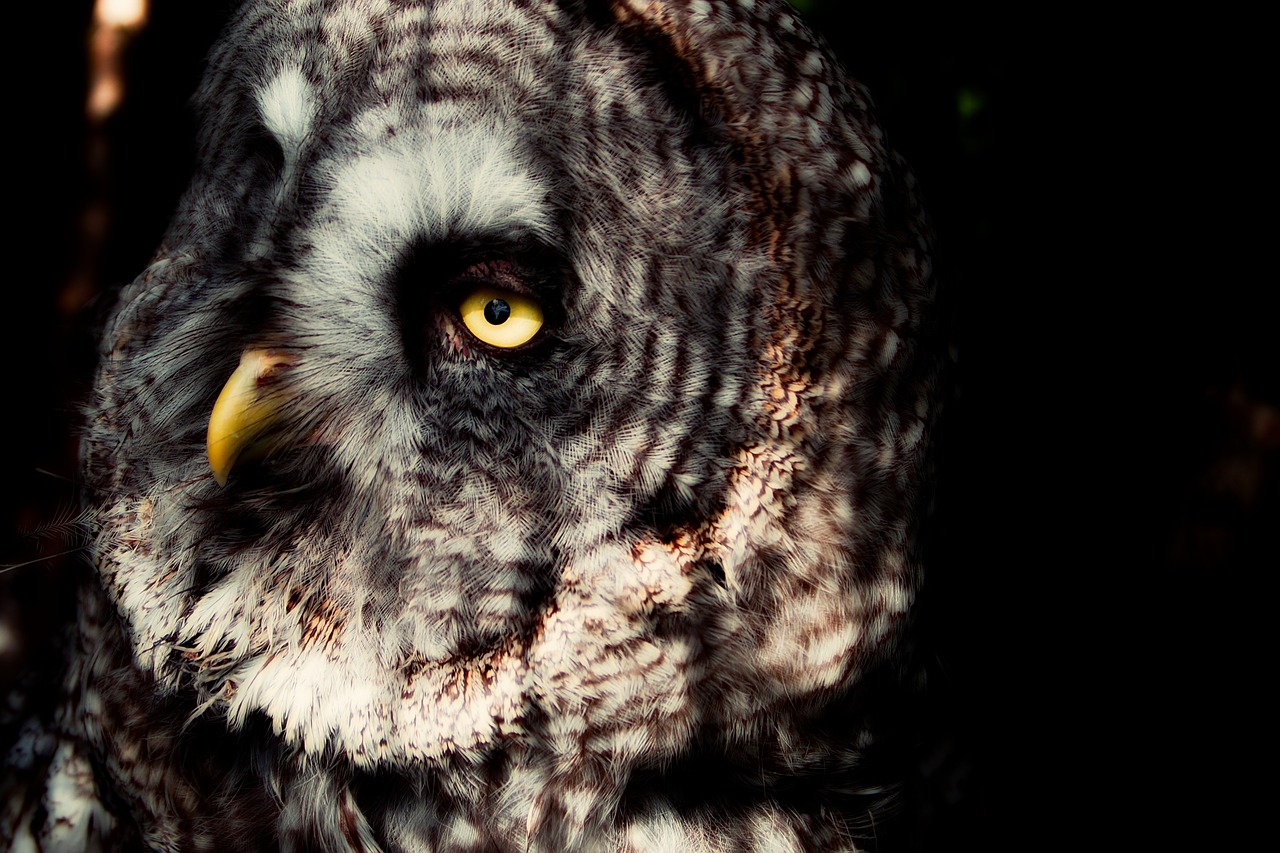 Lapland Owl,  Pelėdos,  Akys,  Snapas,  Plėšrusis Paukštis,  Gamta,  Pelėdos,  Naktis Aktyvus, Nemokamos Nuotraukos,  Nemokama Licenzija