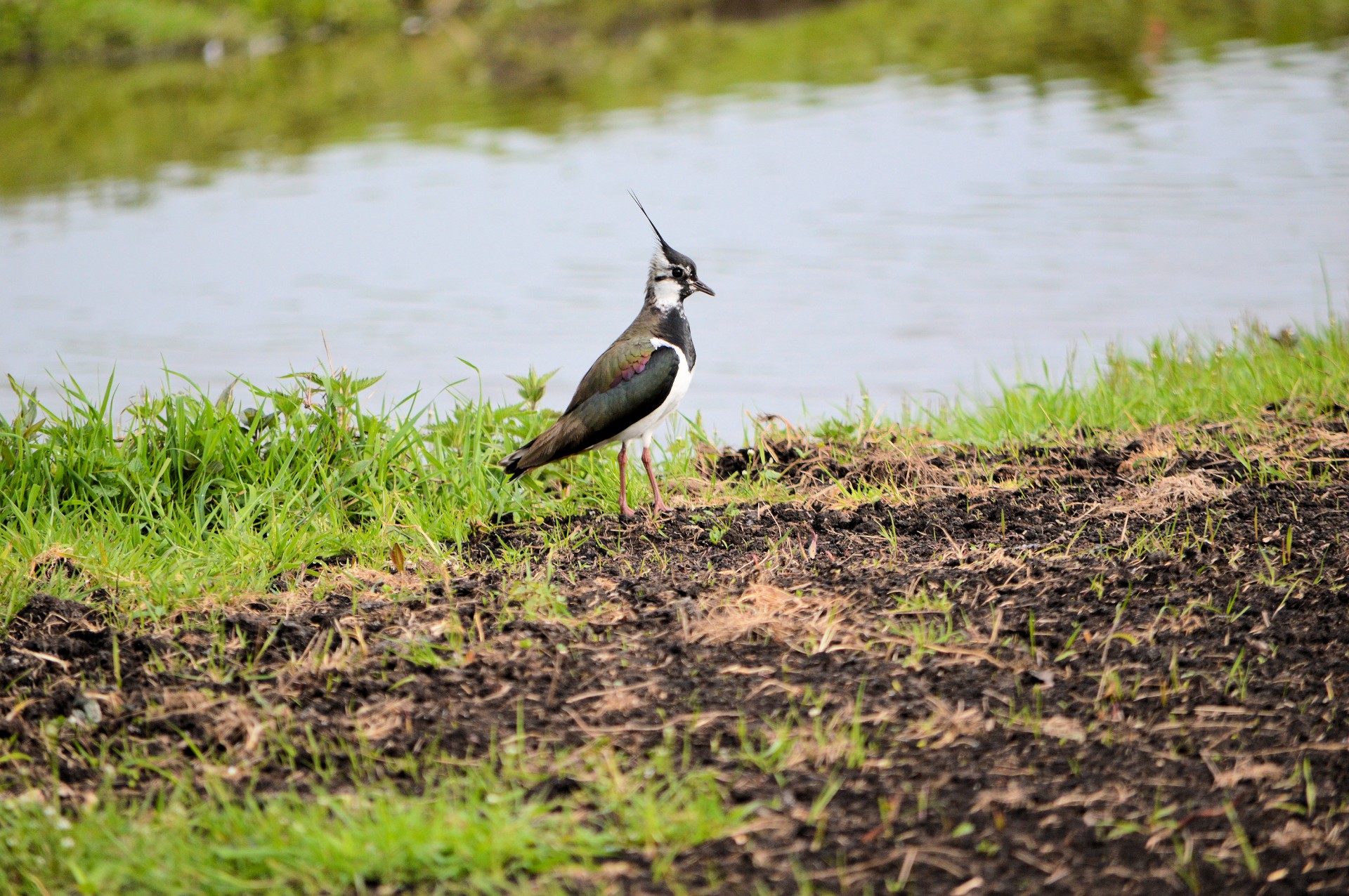 Lapwing,  Peewit,  Plover,  Pewit,  Paukštis,  Gyvūnas,  Gamta,  Lapwing, Nemokamos Nuotraukos,  Nemokama Licenzija