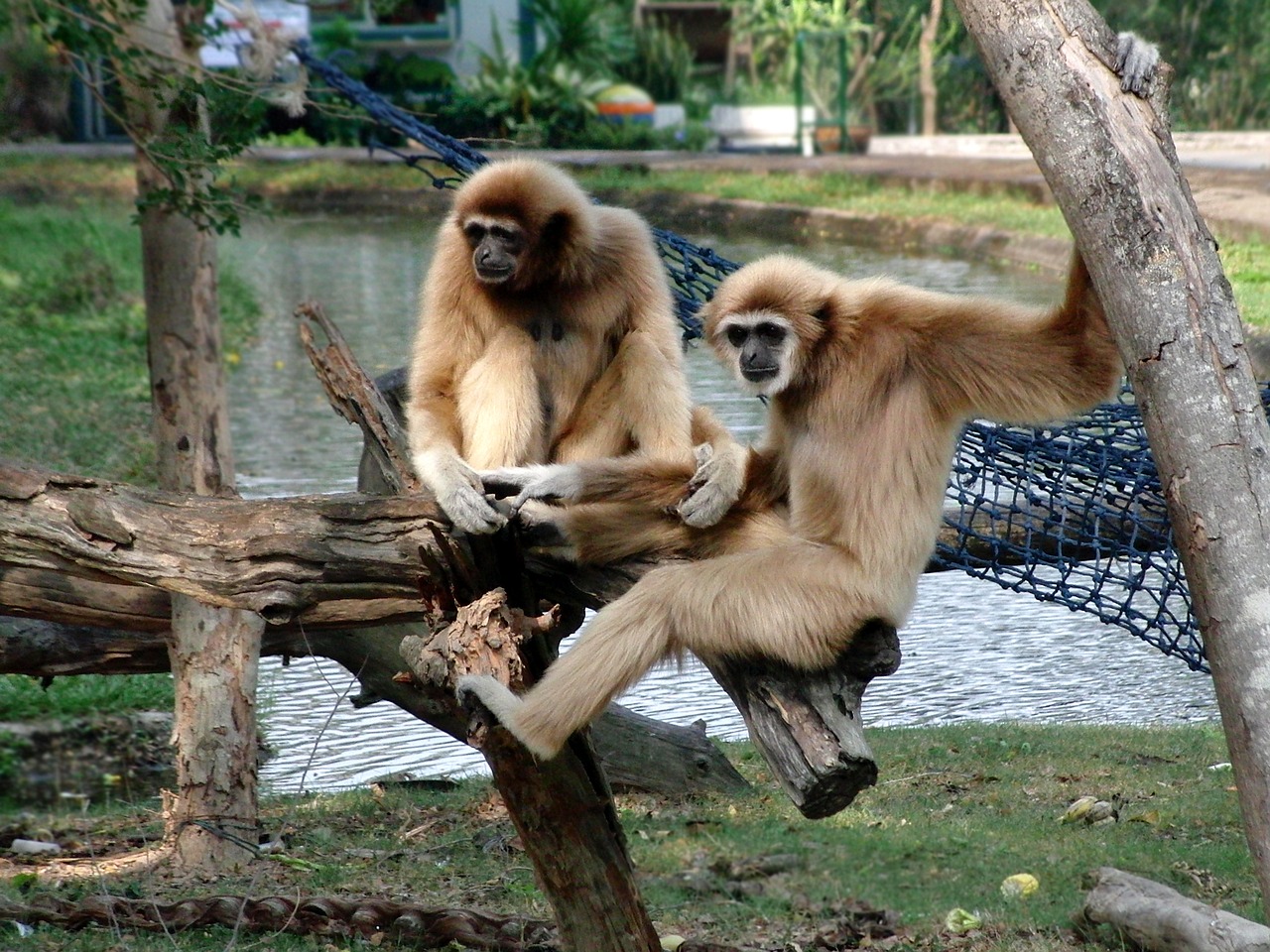 Lar Gibbon, Lar, Beždžionė, Pirmenybė, Hylobates Lar, Zoologijos Sodas, Gyvūnas, Laukinis Gyvūnas, Nemokamos Nuotraukos,  Nemokama Licenzija