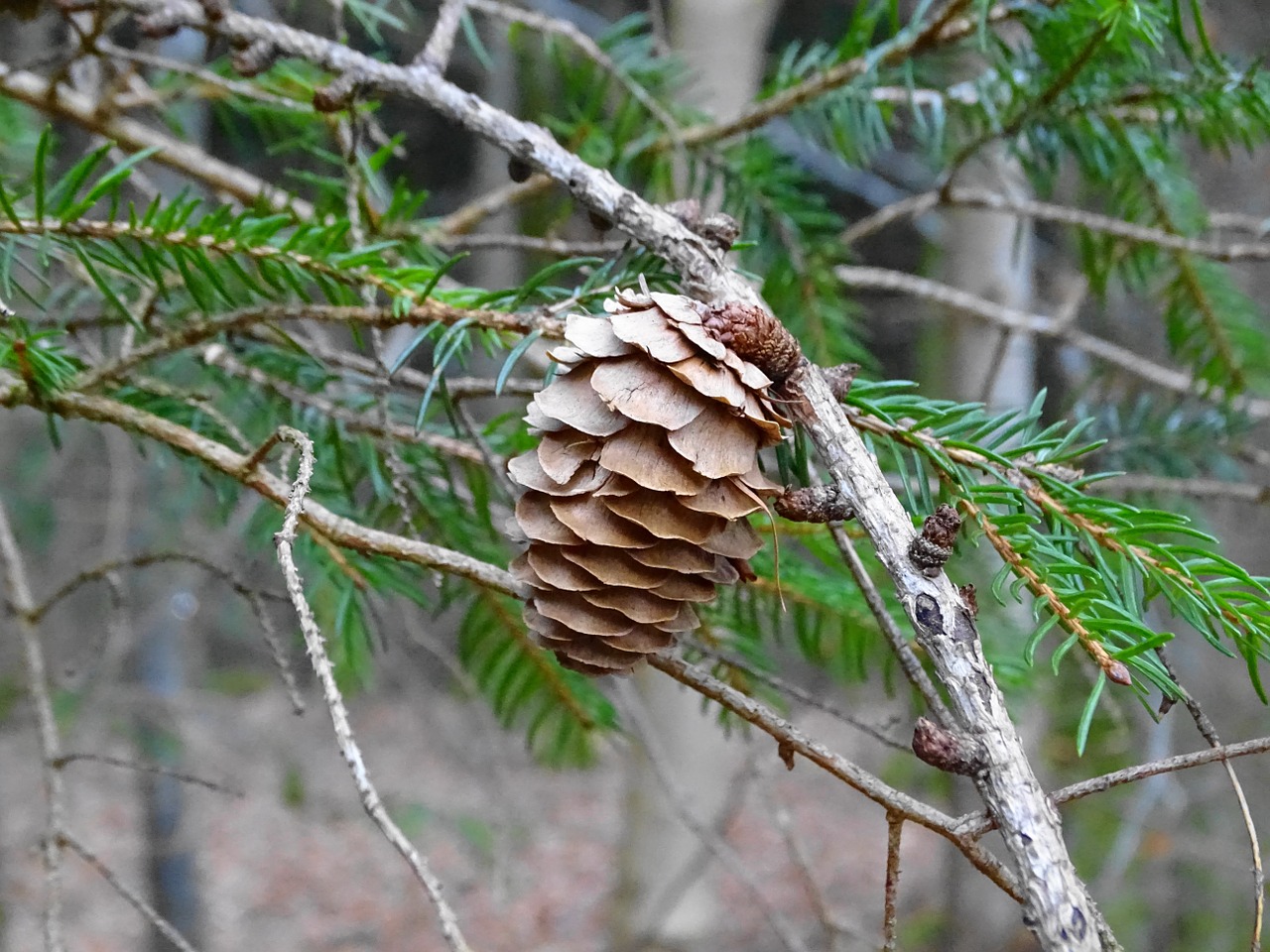 Maumedis, Bakstelėkite, Maumedžio Spurgos, Filialas, Spygliuočių, Gamta, Filialai, Nemokamos Nuotraukos,  Nemokama Licenzija