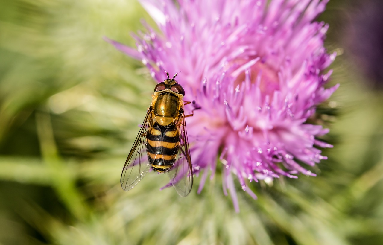 Didelis Campestris, Syrphus Ribesii, Vabzdys, Skristi, Hoverfly, Nektaro Paieška, Ant Streso Sėdi, Gamta, Rinkti Nektarą, Nemokamos Nuotraukos