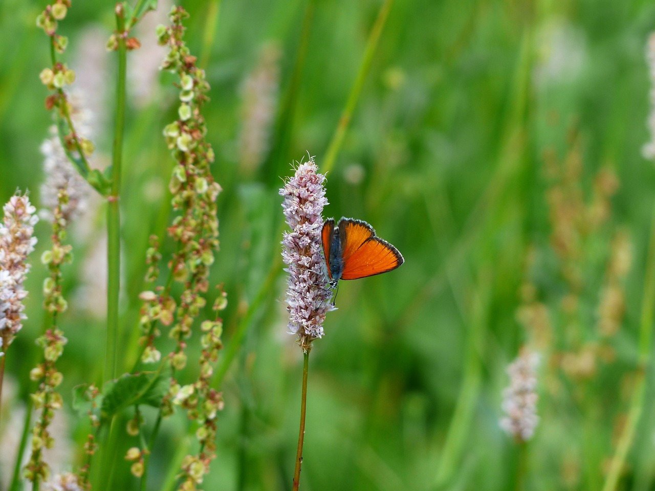 Didelis Varis, Drugelis, Raudona, Oranžinė, Lycaena Dispar, Drugeliai, Paprasta Mėlyna, Lycaenidae, Pieva, Gyvatės Knotweed