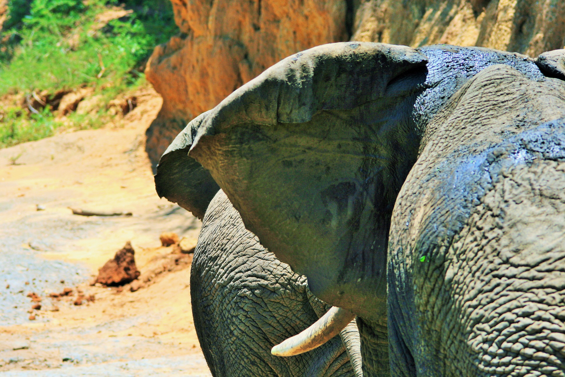 Ухо африканского слона. Уши слона. Слон симметрия. У слона большие уши. Уши американского слона.