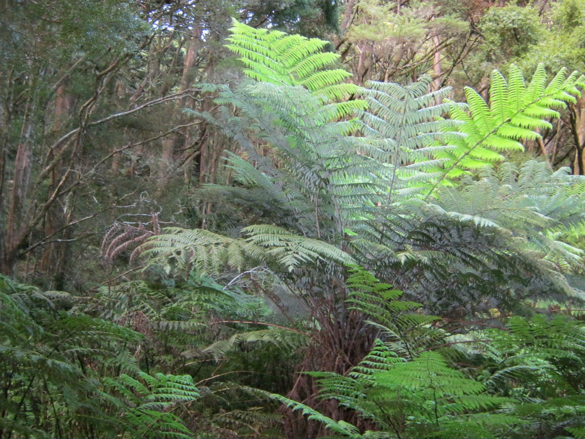 Miškas,  Papartis,  Nauja & Nbsp,  Zealand,  Krūmas,  Miškai,  Augalas,  Medis,  Fronds,  Nz