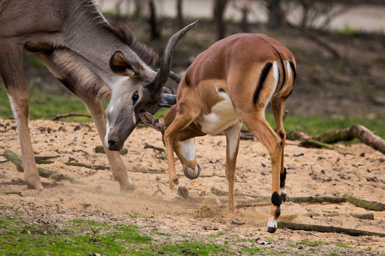 Didelis Kudu, Antilopė, Afrika, Kudu, Antler, Afrikos, Savana, Jaunas Gyvūnas, Gauti Viską, Žaisti