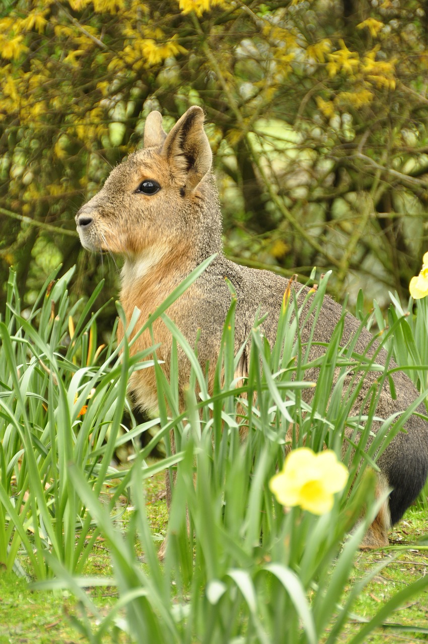 Didelis Mara, Stepė Kiškis, Pampashase, Kiškis, Velykos, Daffodil, Nemokamos Nuotraukos,  Nemokama Licenzija