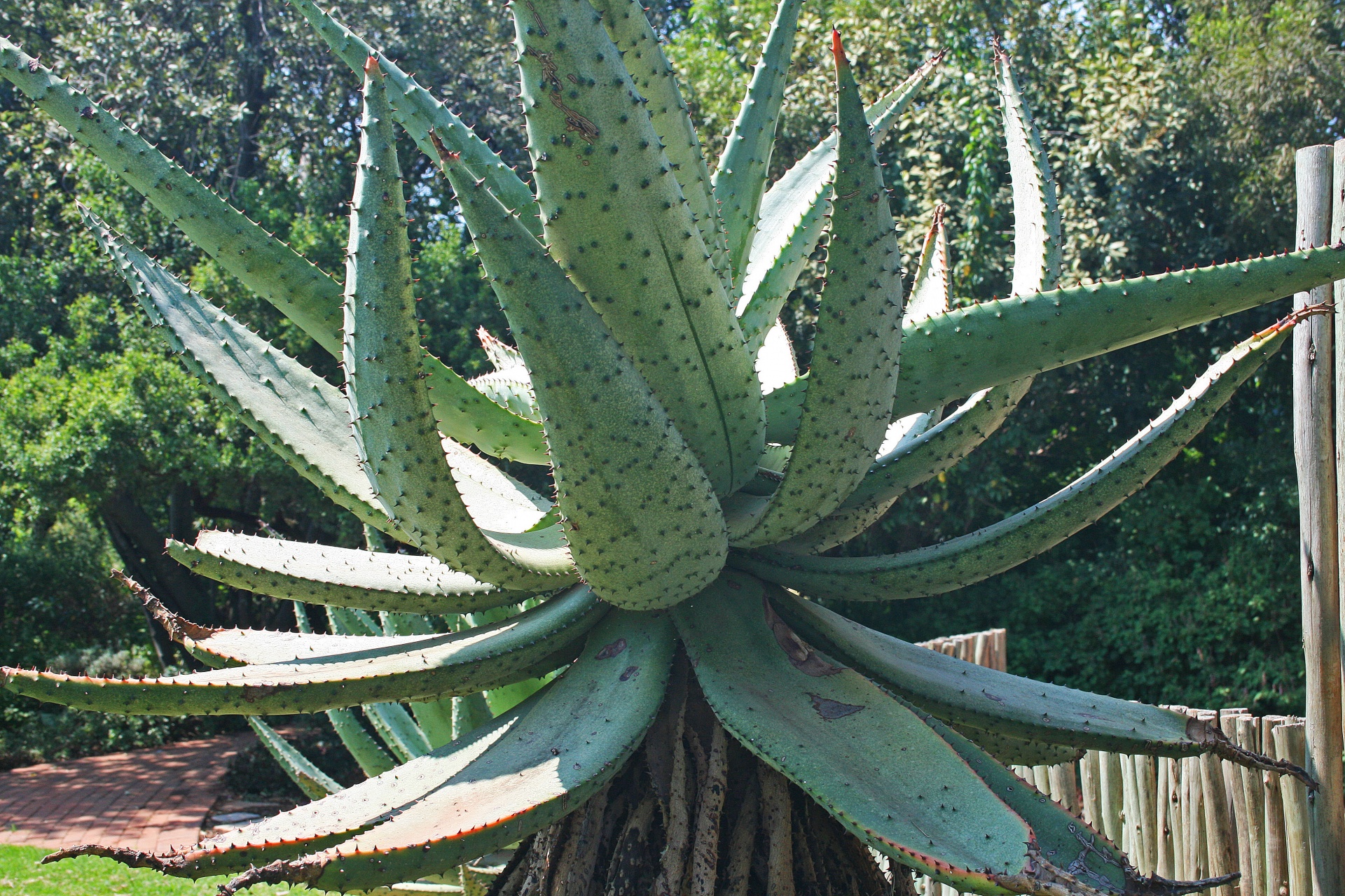 Aloe,  Sultingas,  Kalnas & Nbsp,  Alavijo,  Žalias,  Smailas,  Sodas,  Didelis Kalnų Alosas, Nemokamos Nuotraukos,  Nemokama Licenzija