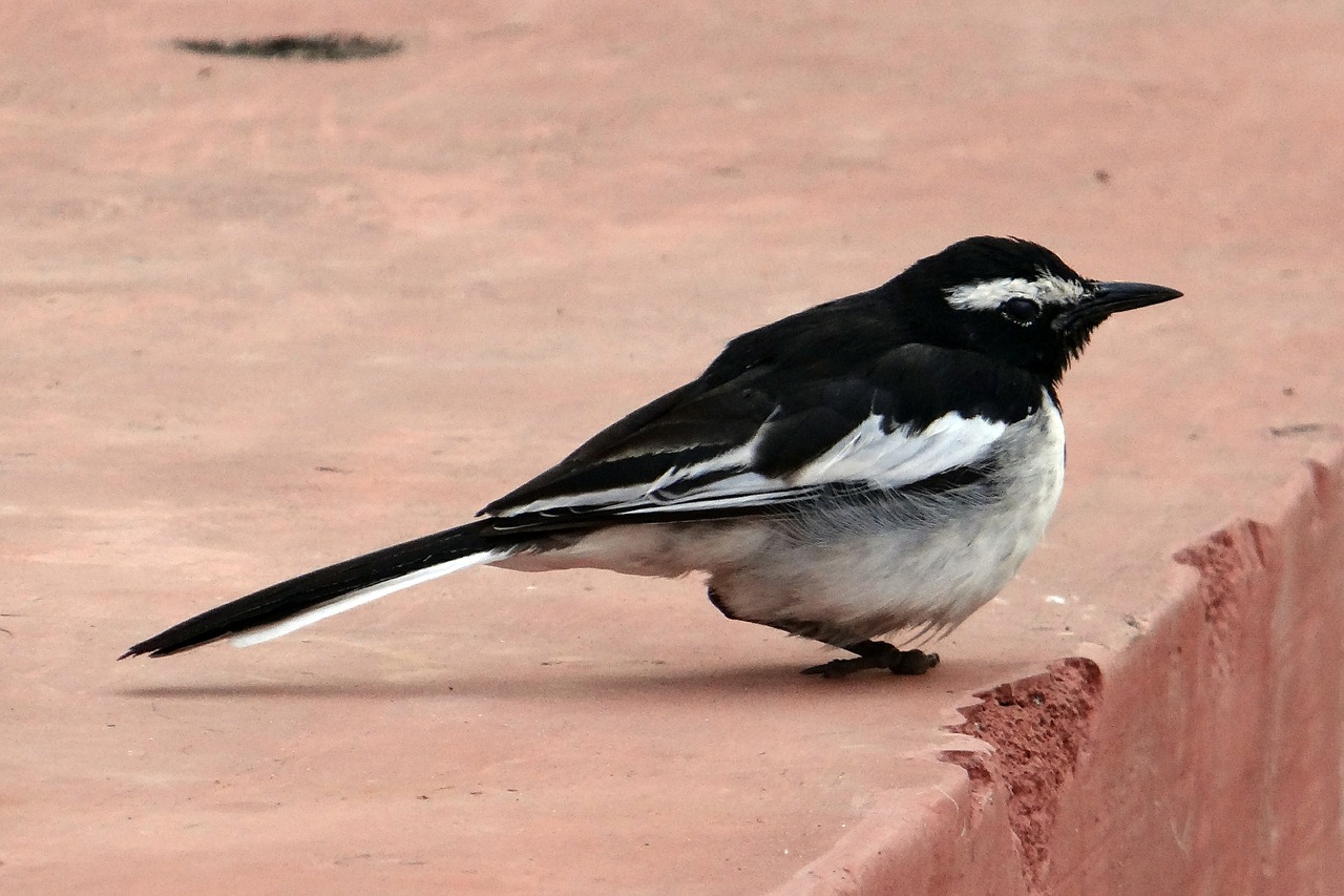 Didelis Nerijos Lazdelė, Paukštis, Motacilla Maderaspatensis, Wagtail, Passeriformes, Praeivis, Nemokamos Nuotraukos,  Nemokama Licenzija