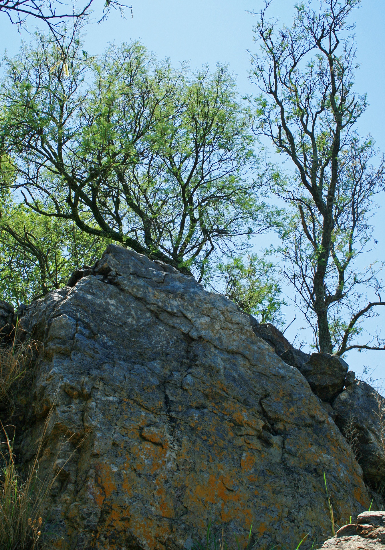 Rokas,  Didelis,  Geologinis,  Medis,  Lapija,  Žalias,  Šviesa,  Didelis Roko Ir Žalias Medis, Nemokamos Nuotraukos,  Nemokama Licenzija