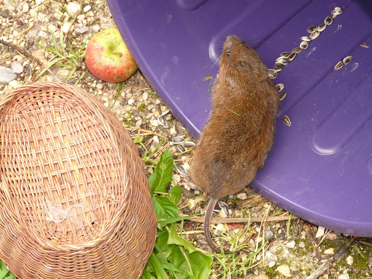 Didelis Voletas, Rytinė Vandens Lazda, Pelė, Vandens Lazda, Vole, Arvicola Terrestris, Arvicola Amphibius, Žinduolis, Šeima, Graužikas