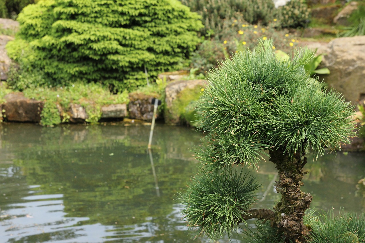 Larix Kaempferi, Maumedis, Pušies Šiltnamyje, Larix, Medis, Filialas, Vakarų, Sodas, Vanduo, Sodo Dizainas