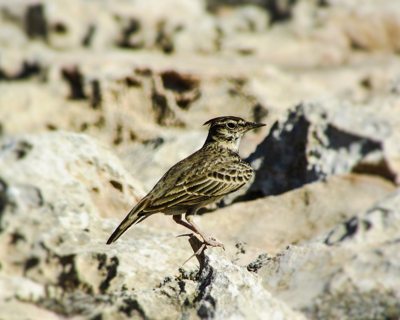 Žvirblis, Paukštis, Laukinė Gamta, Gamta, Gyvūnas, Laukiniai, Fauna, Paukščių Stebėjimas, Kipras, Nemokamos Nuotraukos