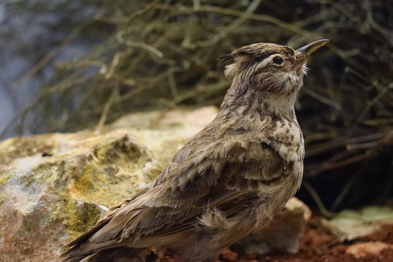 Žvirblis, Eurazijos Skylarkas, Paukštis, Gyvūnas, Gamta, Fauna, Aplinkos Muziejus, Cavo Greko, Kipras, Nemokamos Nuotraukos