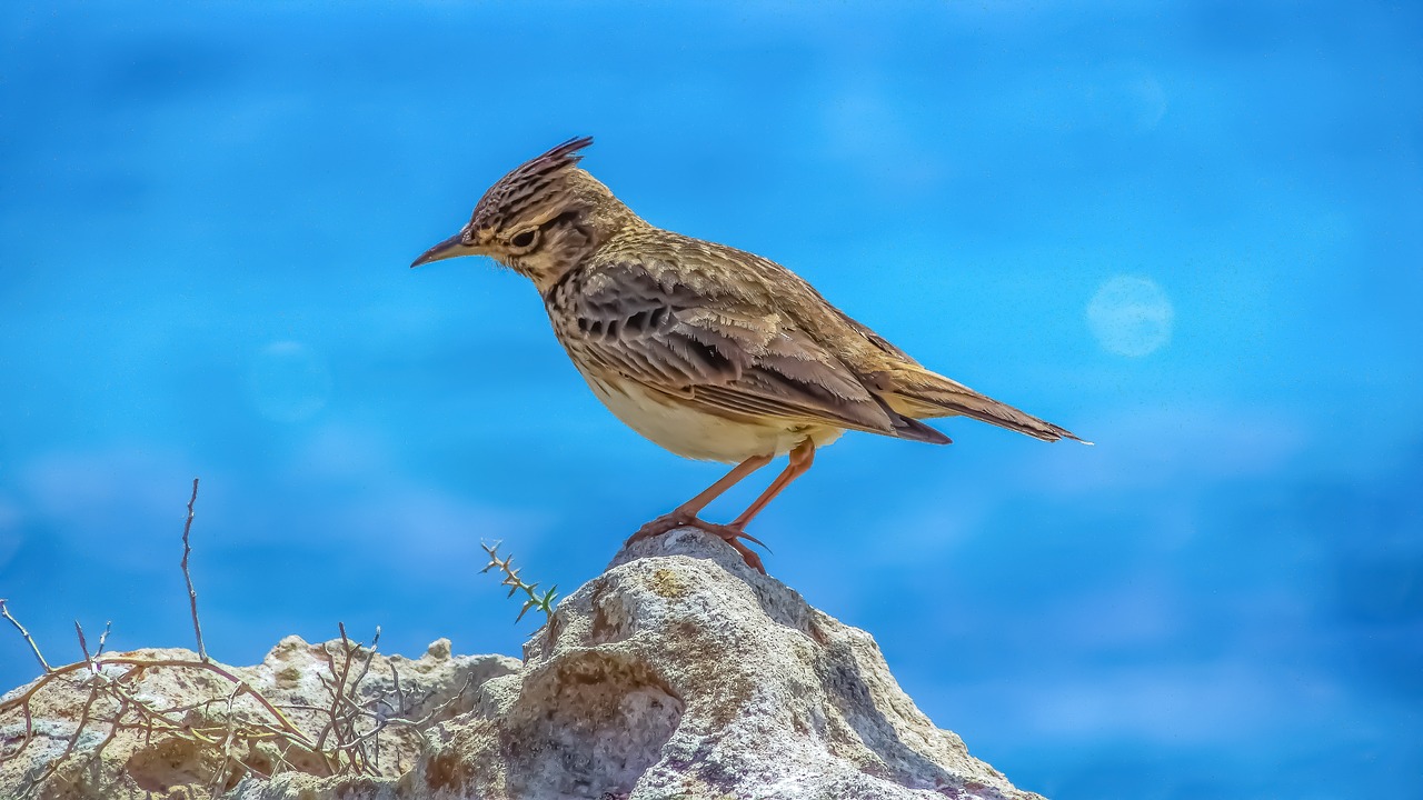 Lark,  Pobūdį,  Gyvūnijos,  Lauke,  Gyvūnas,  Paukštis,  Laukinių,  Sėdi,  Rokas,  Gyvūnija