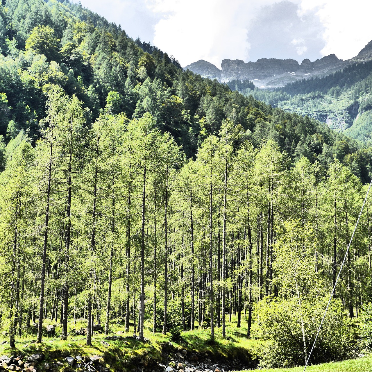 Žvirblis, Miškas, Ticino, Medžiai, Žalias, Šveicarija, Nemokamos Nuotraukos,  Nemokama Licenzija