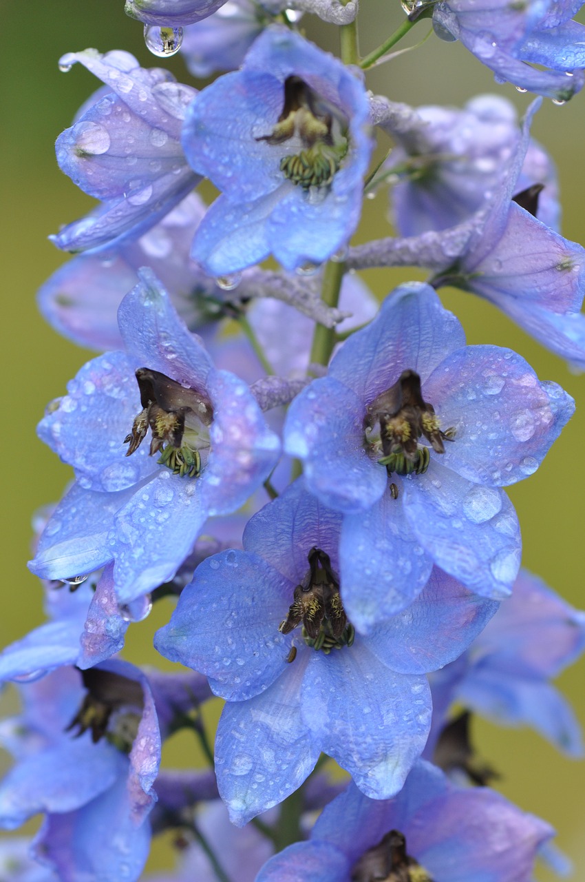 Larkspur, Liūtys, Mėlynas, Krūmas, Gėlė, Nemokamos Nuotraukos,  Nemokama Licenzija