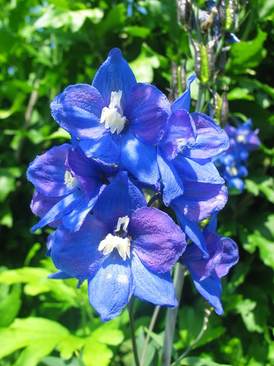 Larkspur, Mėlynas, Žiedas, Žydėti, Gėlė, Krūmas, Gamta, Mėlyna Violetinė, Sodas, Delphinium