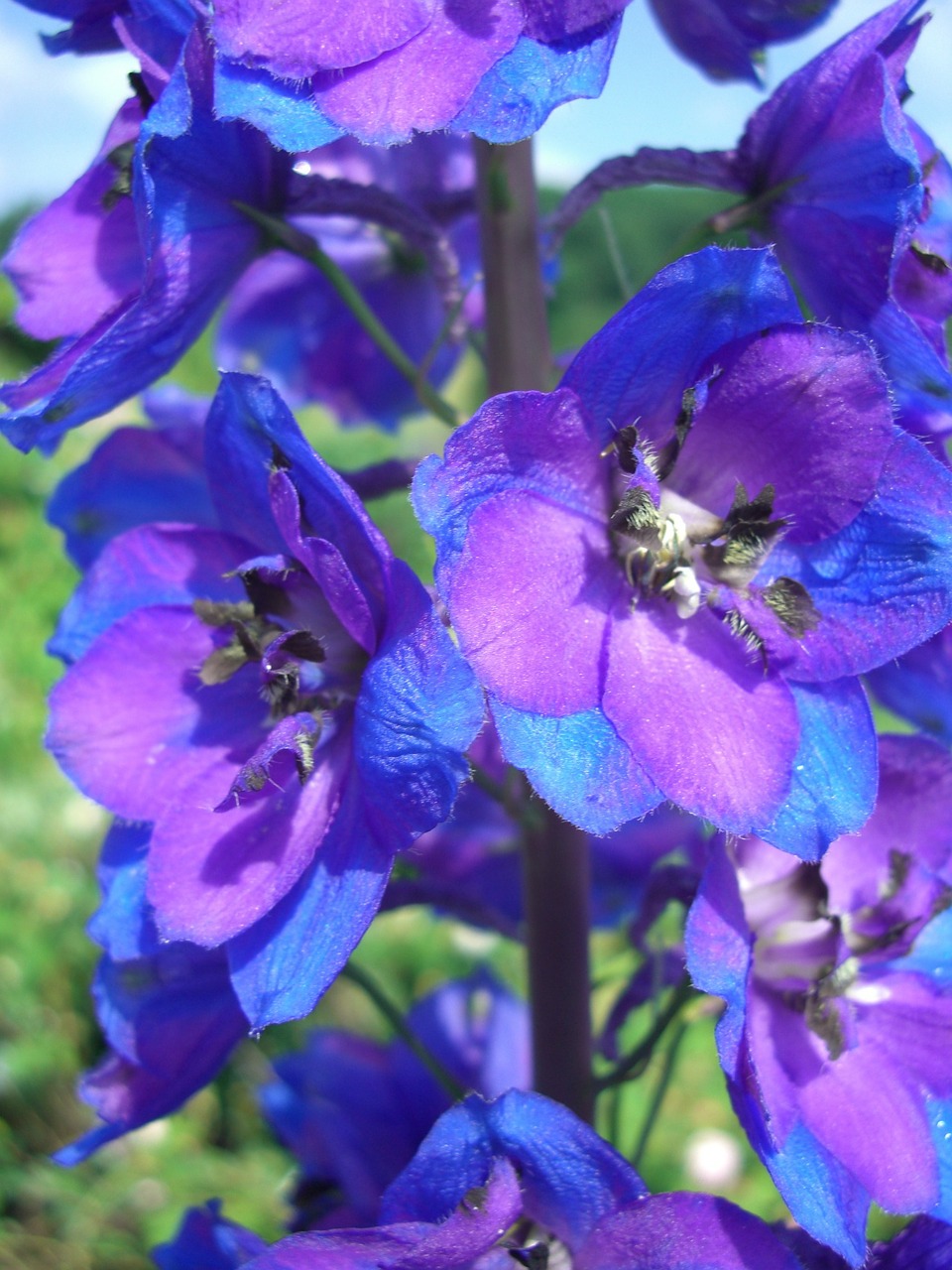 Larkspur, Žiedas, Žydėti, Mėlyna Violetinė, Nemokamos Nuotraukos,  Nemokama Licenzija