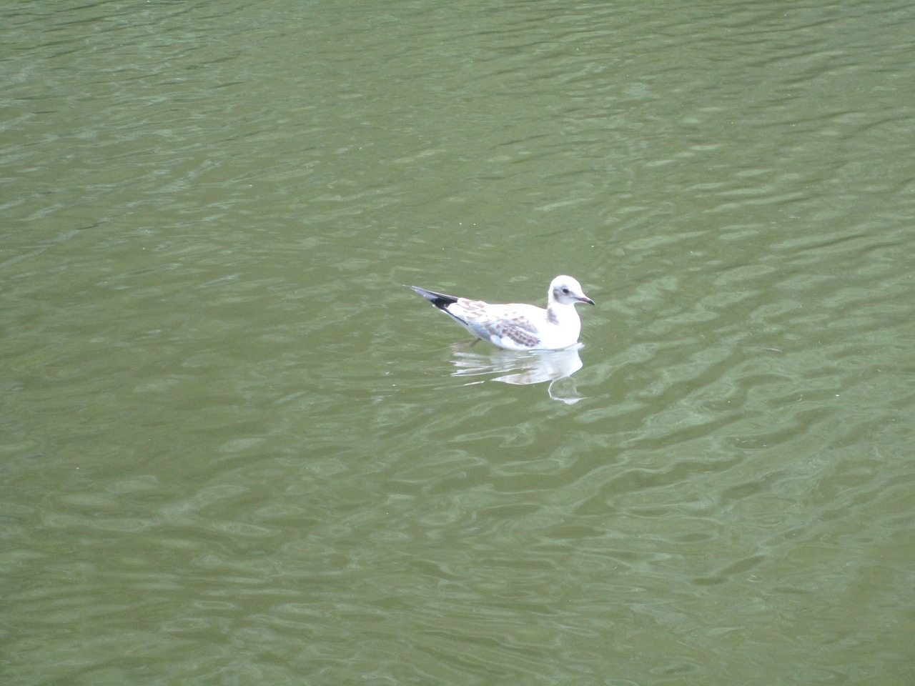 Larus Ridibundus, Juodoji Galva, Jaunas Gyvūnas, Paukštis, Skristi, Sparnai, Plunksna, Laukinė Gamta, Snapas, Laukiniai