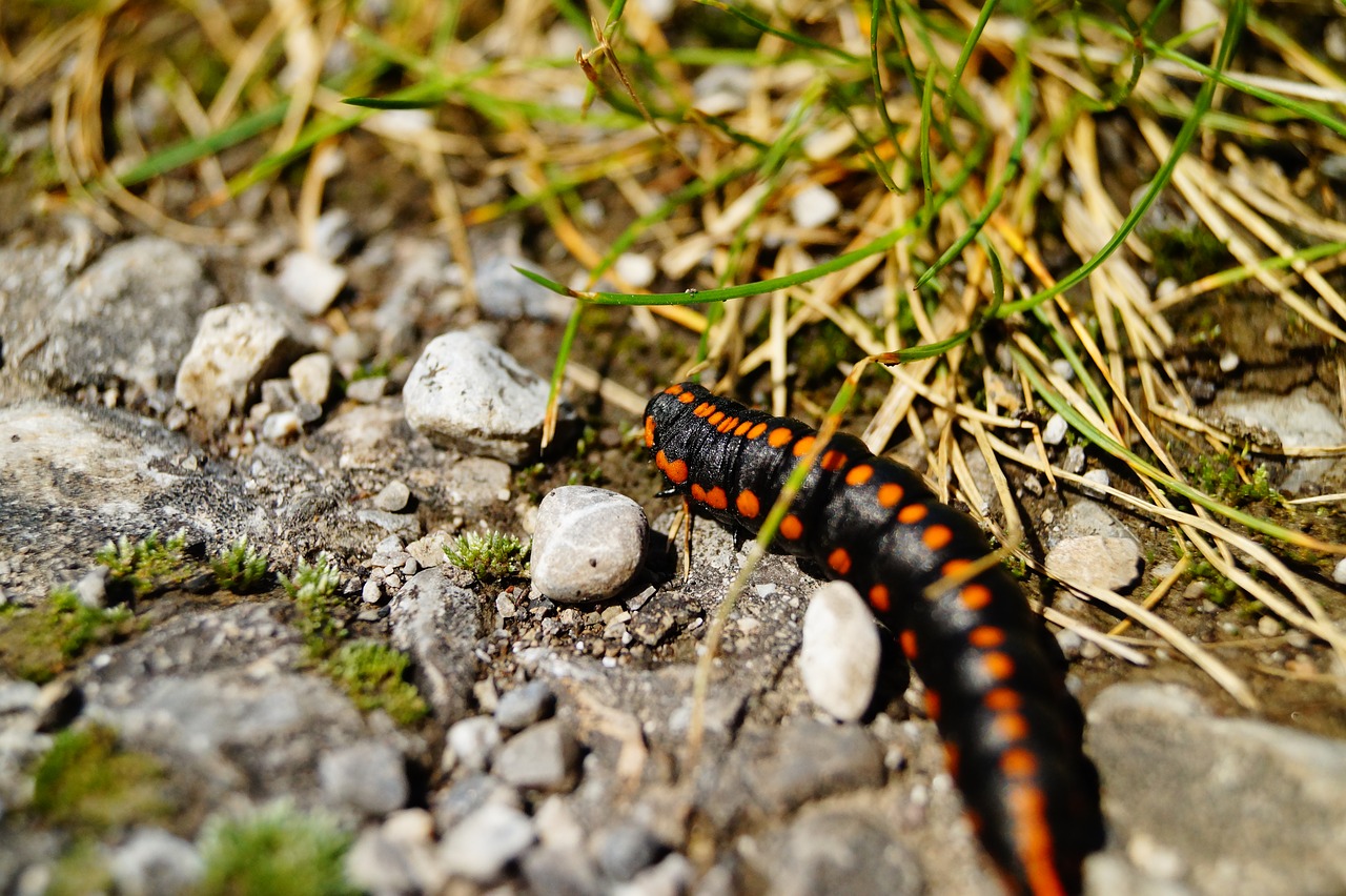 Lerva, Pjuvenos-Lervos, Tenthredinidae, Lapų Lapai, Vabzdys, Žemė, Gamta, Uždaryti, Vikšras, Nemokamos Nuotraukos