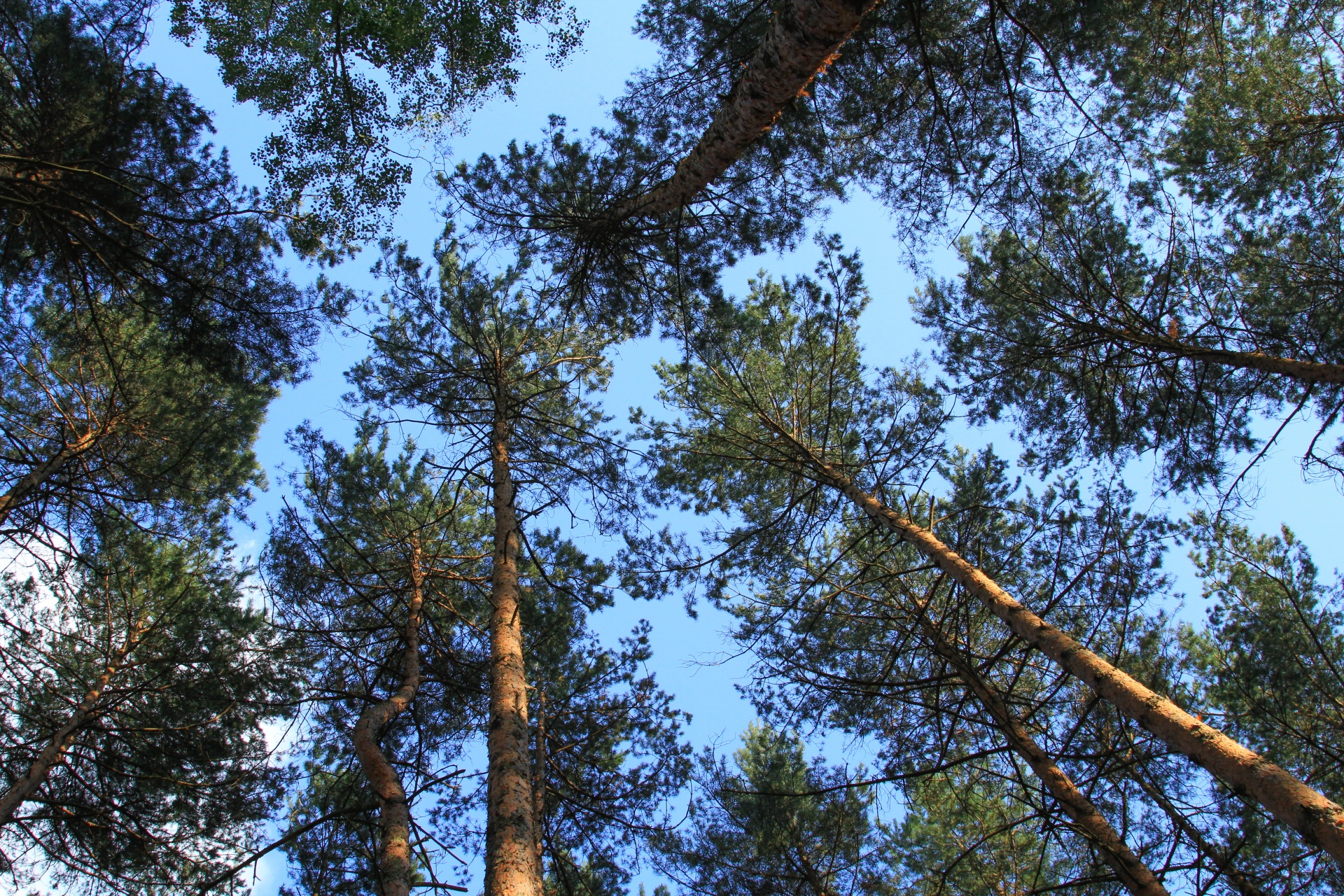 Miškas,  Medis,  Medžiai,  Miškai,  Dangus,  Medis & Nbsp,  Karūna,  Mėlynas,  Fonas,  Pušis