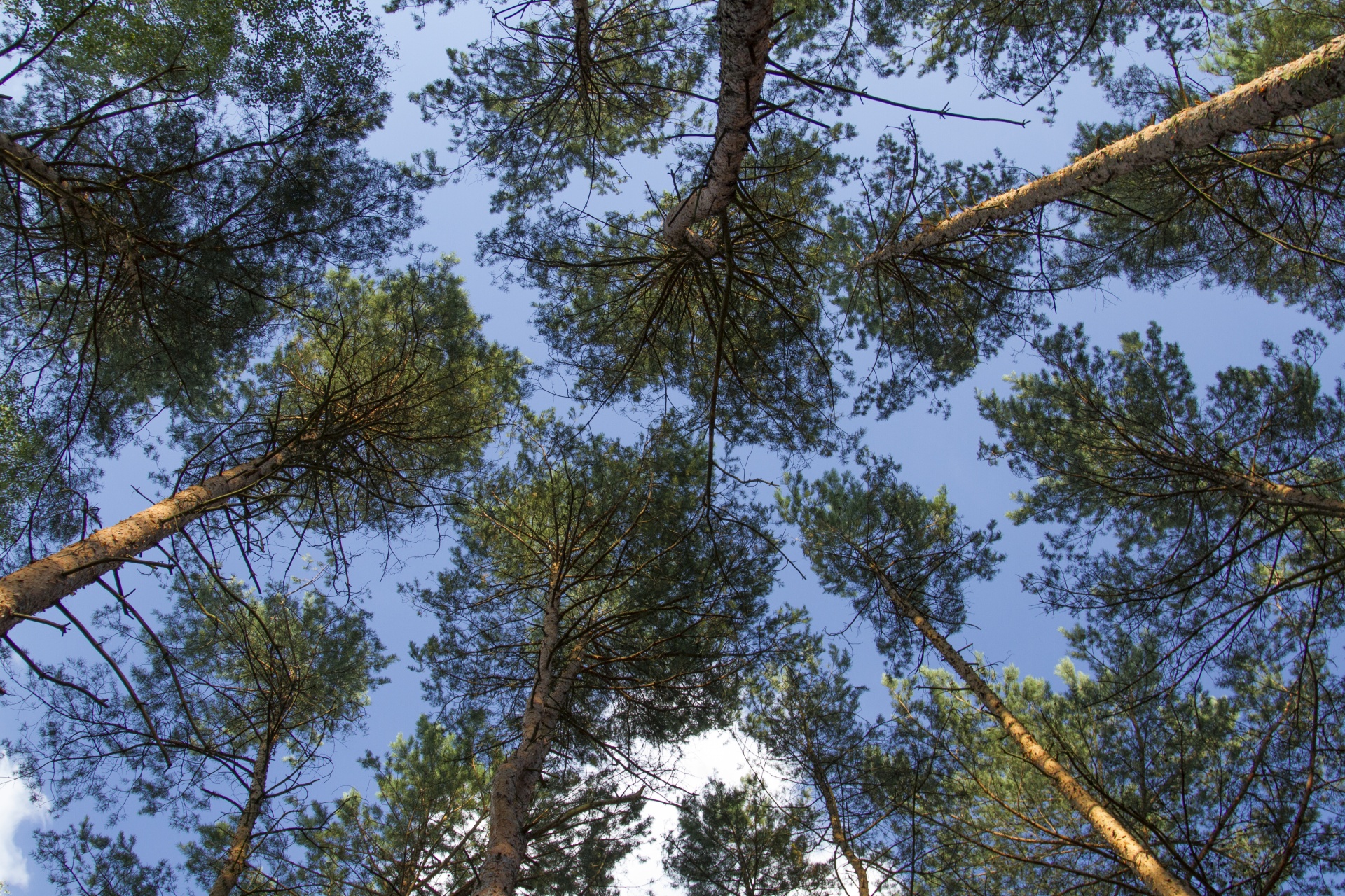 Miškas,  Medis,  Medžiai,  Miškai,  Dangus,  Medis & Nbsp,  Karūna,  Mėlynas,  Fonas,  Pušis