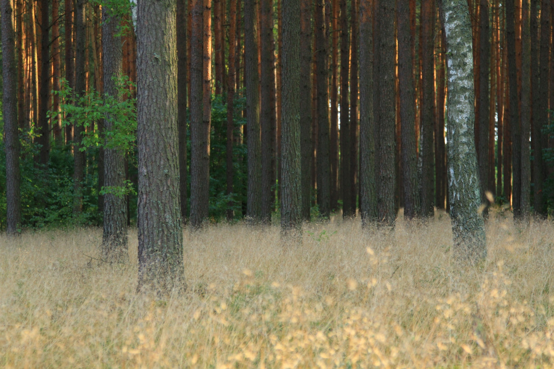 Miškas,  Medis,  Medžiai,  Filialai,  Gamta,  Žolė,  Pušis,  Sausa & Nbsp,  Žolė,  Pieva