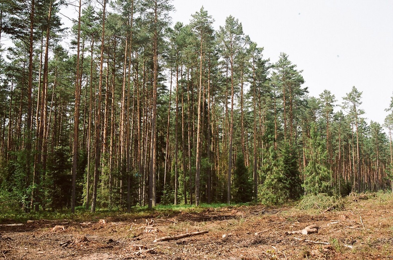 Miškas,  Bukas,  Bilgoraj,  Vasara,  Buko Miškas / Bilgoraj, Nemokamos Nuotraukos,  Nemokama Licenzija