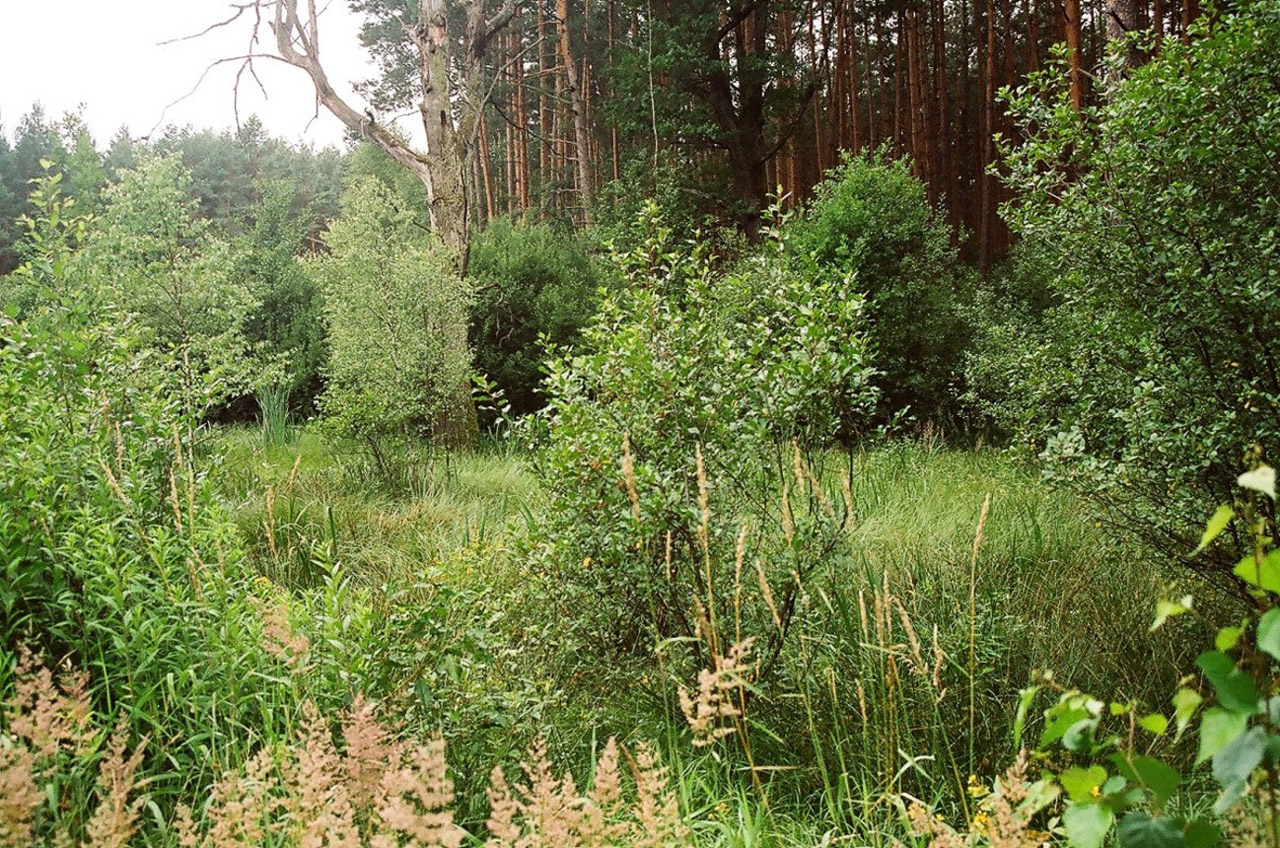 Medis,  Miškas,  Janovas,  Liublinas,  Miškas / Janów Lubelski, Nemokamos Nuotraukos,  Nemokama Licenzija