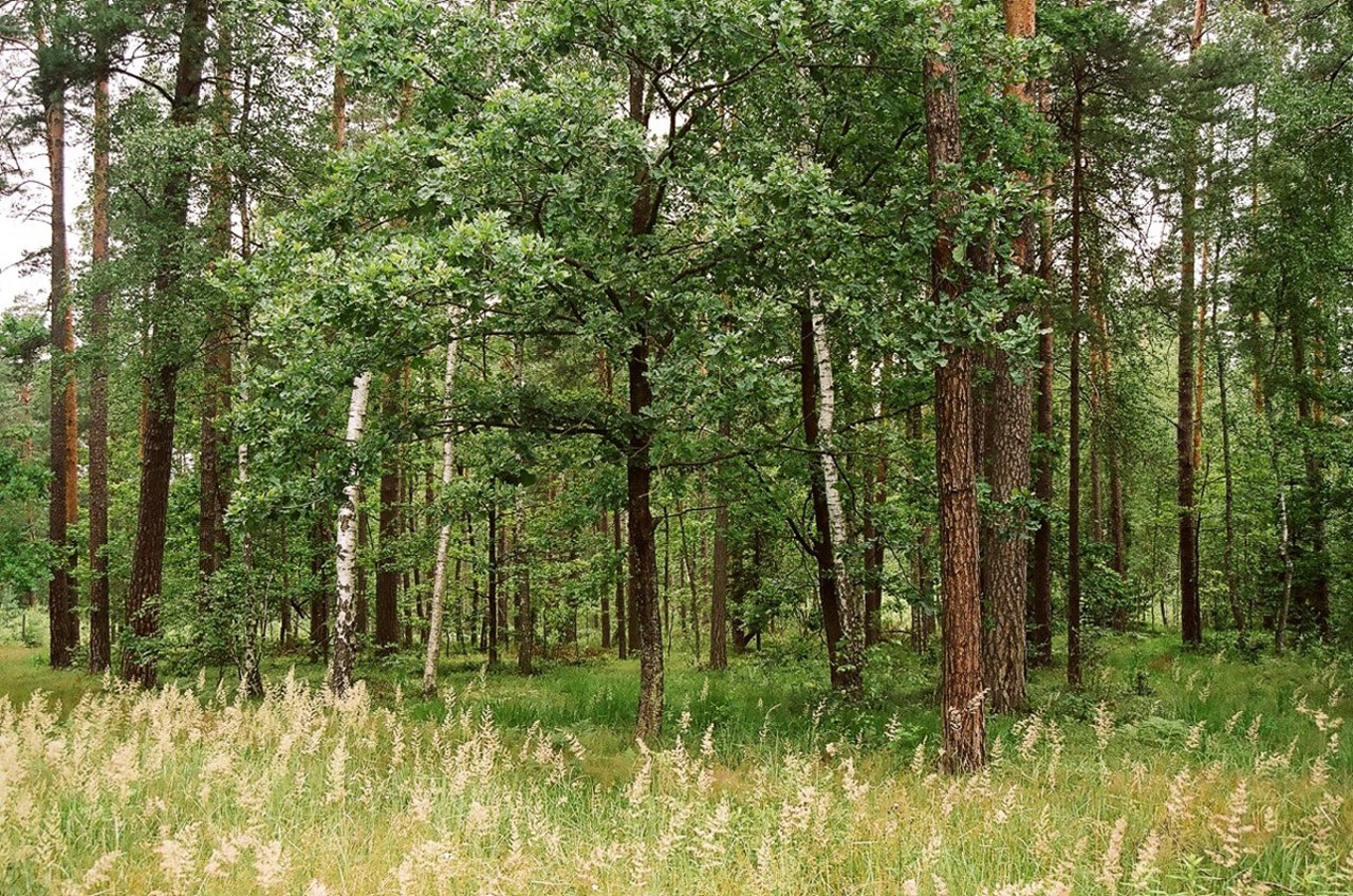 Miškas,  Medis,  Janovas,  Liublinas,  Miškas / Janów Lubelski, Nemokamos Nuotraukos,  Nemokama Licenzija