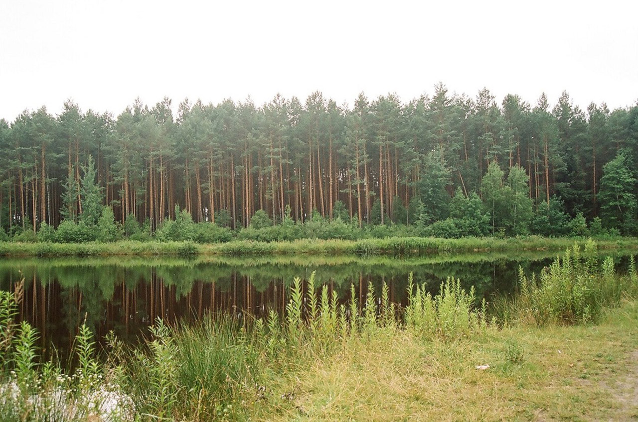 Pušis,  Medis,  Miškas,  Vanduo,  Janow,  Miškas / Janow Lubelski, Nemokamos Nuotraukos,  Nemokama Licenzija