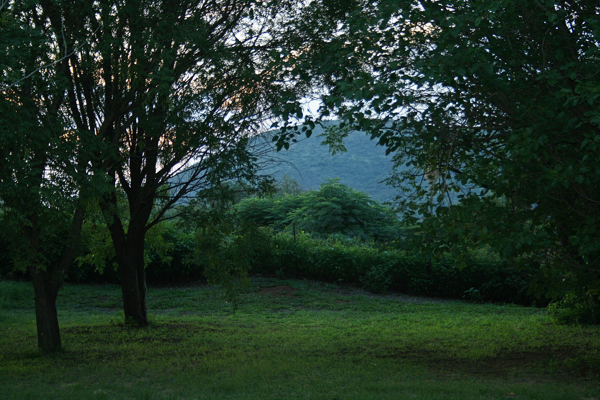 Medžiai,  Veja,  Žolė,  Žalias,  Pieva,  Twilight,  Kalnai,  Vėlyvos Popietės Medžio Scena, Nemokamos Nuotraukos,  Nemokama Licenzija