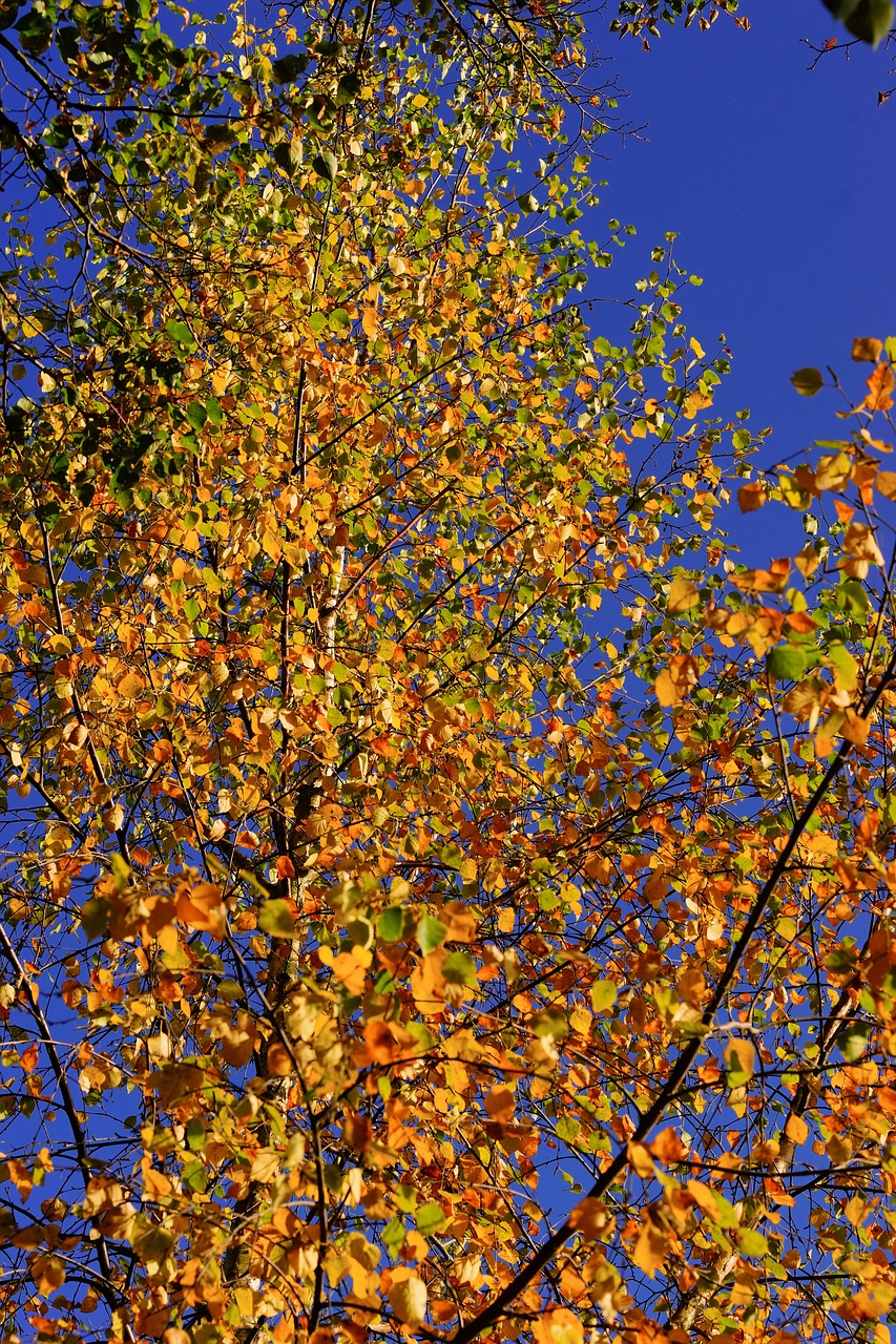 Vėlyvas Ruduo, Beržas, Lapai, Spalvinga, Medis, Gamta, Erdvus, Šviesa, Atgal Šviesa, Herbstlandschaft