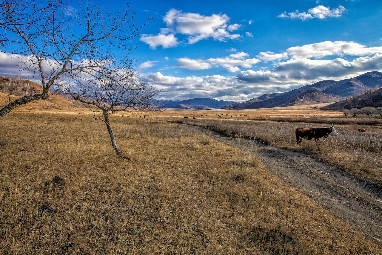 Vėlyvas Ruduo, Pieva, Karvė, Ganymas, Juostos, Bogarto Kaimas, Mongolija, Nemokamos Nuotraukos,  Nemokama Licenzija