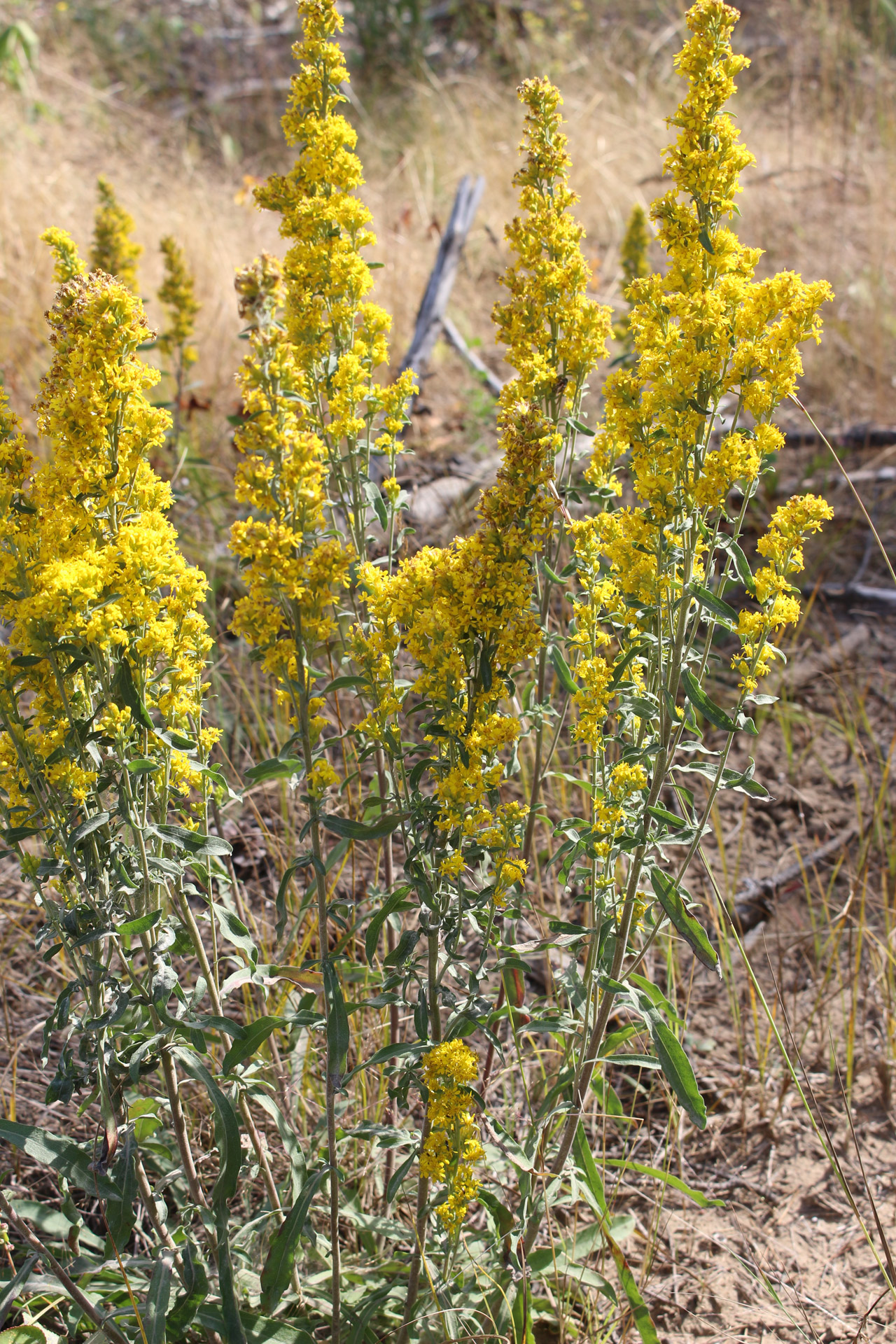 Vėlai,  Goldenrod,  Geltona,  Prairie,  Gėlė,  Vėlyva Auksinė Geltona Gėlė, Nemokamos Nuotraukos,  Nemokama Licenzija