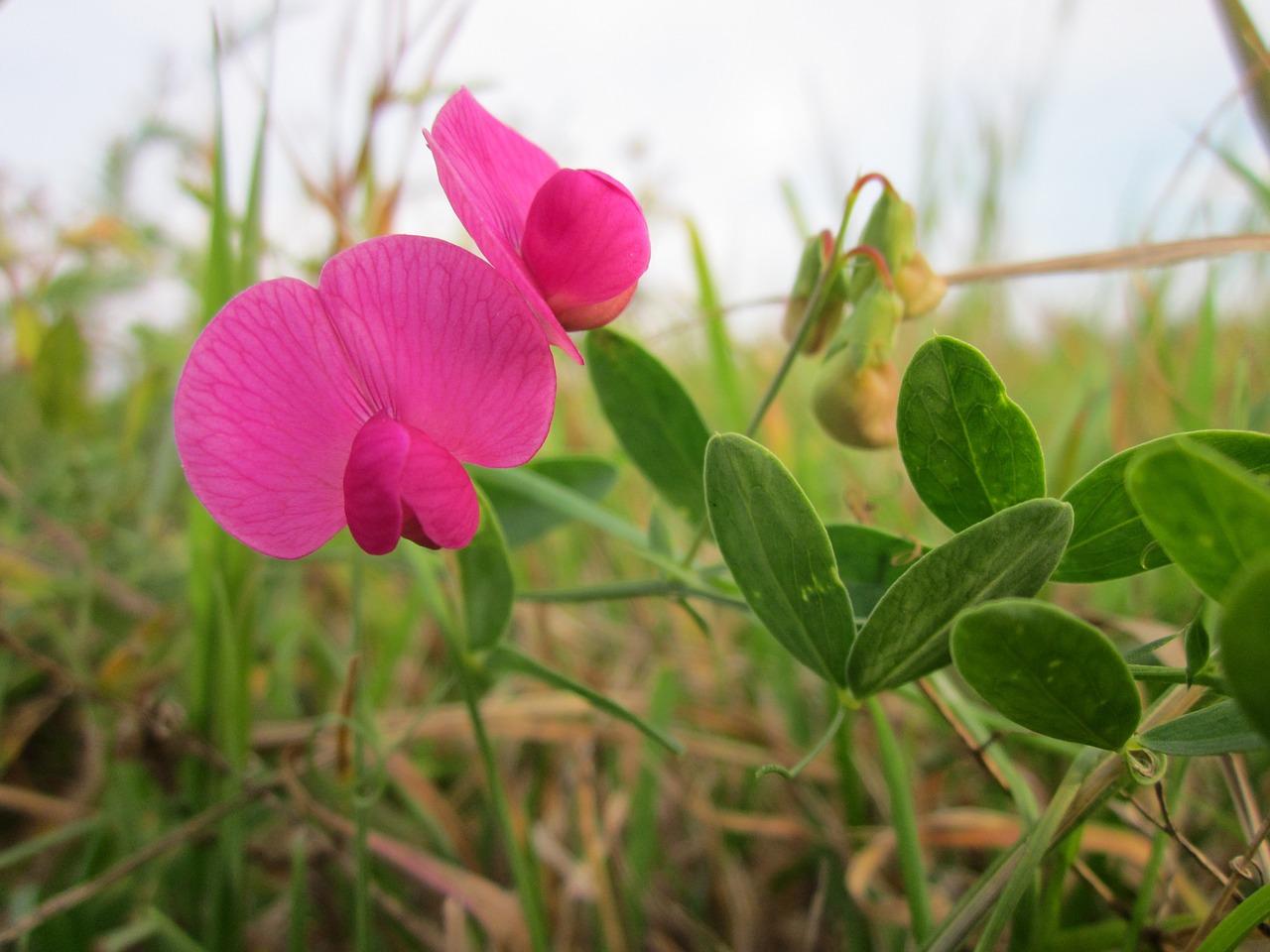 Lathyrus Tuberosis,  Gumbavaisiai,  Gumbavaisių Vetchling,  Eglės Žirnis,  Aardaker,  Augalas,  Flora,  Botanika,  Rūšis,  Žiedynas