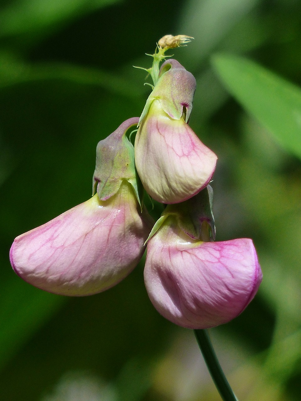 Lathyrus Tuberosus, Budas, Žiedas, Žydėti, Gėlė, Violetinė, Violetinė, Gumbų Latiuris, Žirnis, Latiuris