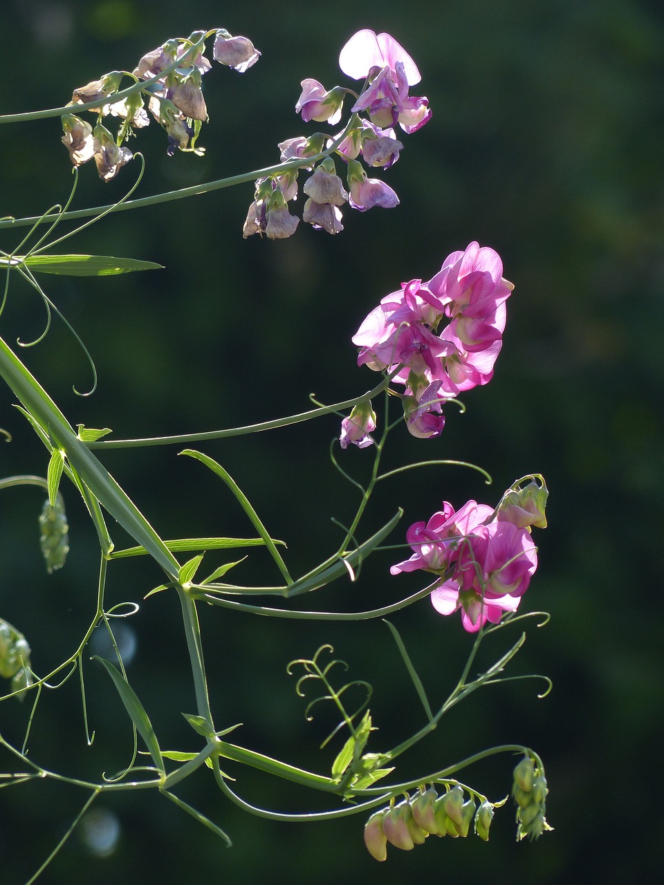 Lathyrus Tuberosus, Atgal Šviesa, Žiedas, Žydėti, Gėlė, Violetinė, Violetinė, Gumbų Latiuris, Žirnis, Latiuris