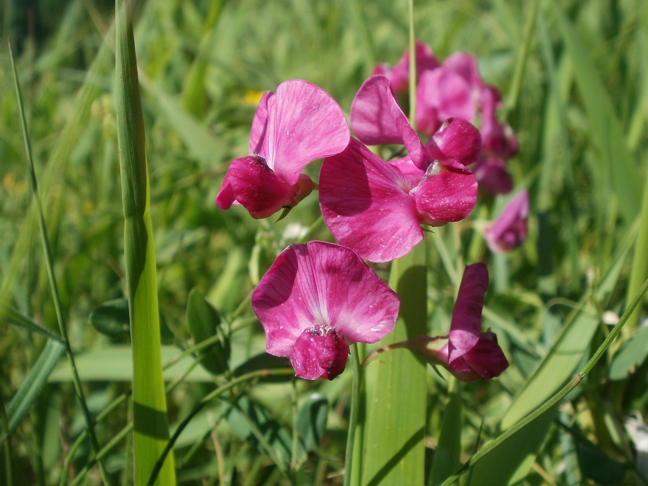 Lathyrus Tuberosus, Gumbavaisiai, Eglės Žirnis, Aardaker, Flora, Botanika, Rūšis, Gėlė, Augalas, Rožinis