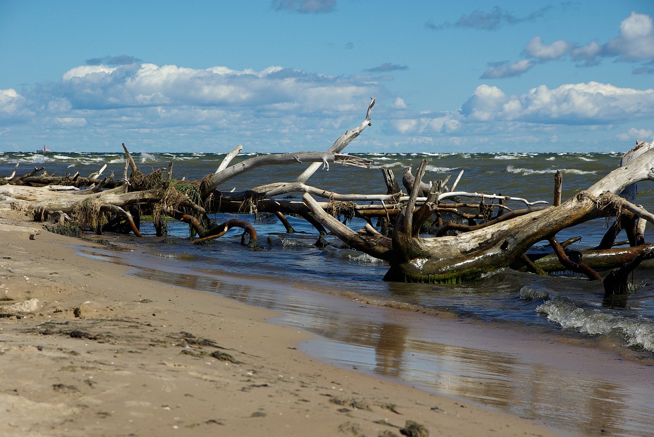 Latvia, Cape Kolka, Driftwood, Jūra, Papludimys, Nemokamos Nuotraukos,  Nemokama Licenzija