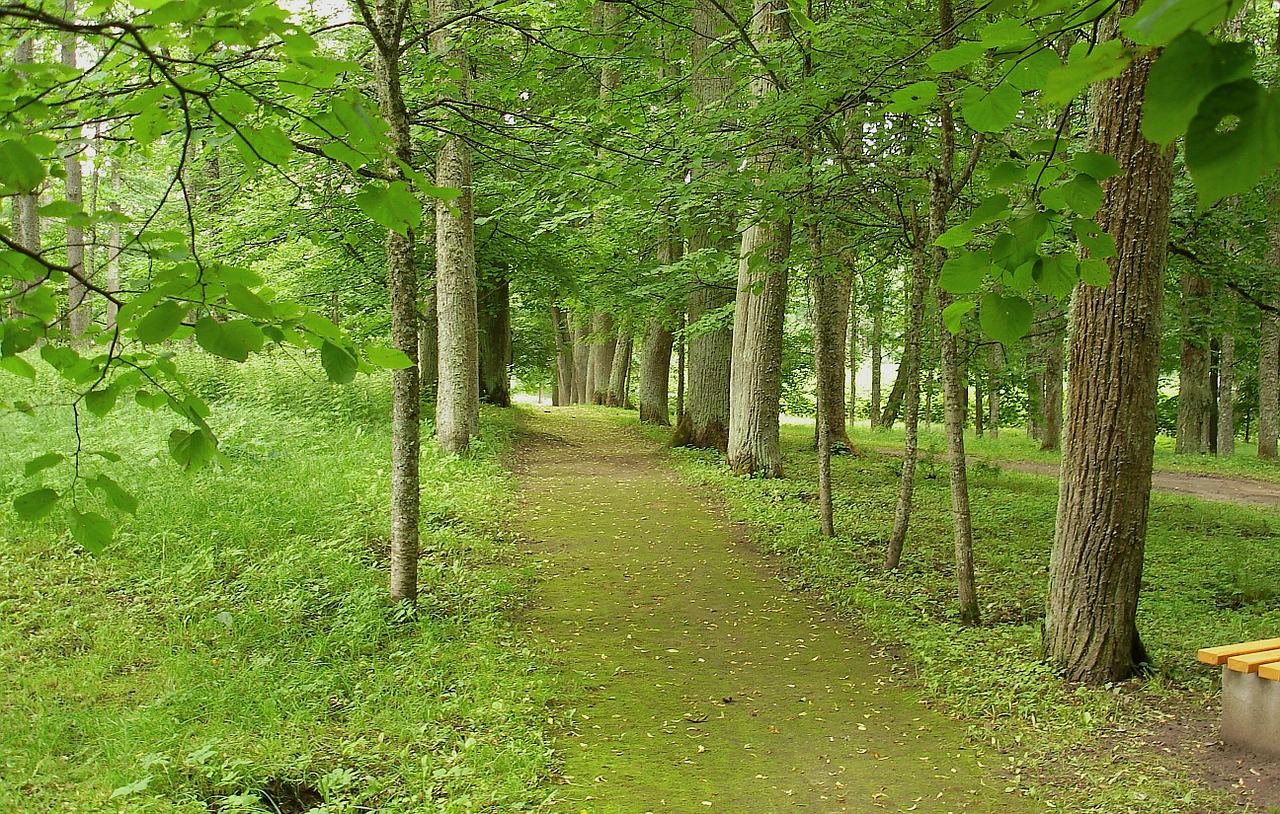 Latvia, Miškas, Medžiai, Miškai, Parkas, Takas, Juostos, Takas, Kelias, Gamta