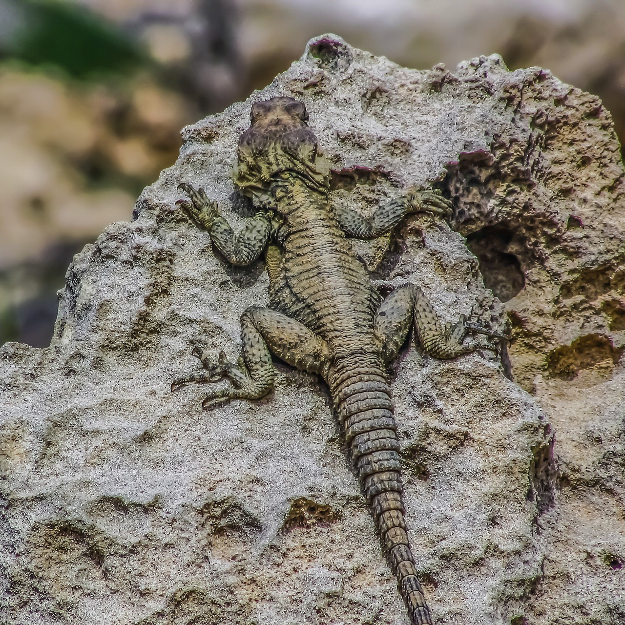 Laudakia Stellio Cypriaca, Kurkutas, Driežas, Prisitaikymas, Kamufliažas, Ropliai, Gamta, Kourkoutas, Nemokamos Nuotraukos,  Nemokama Licenzija