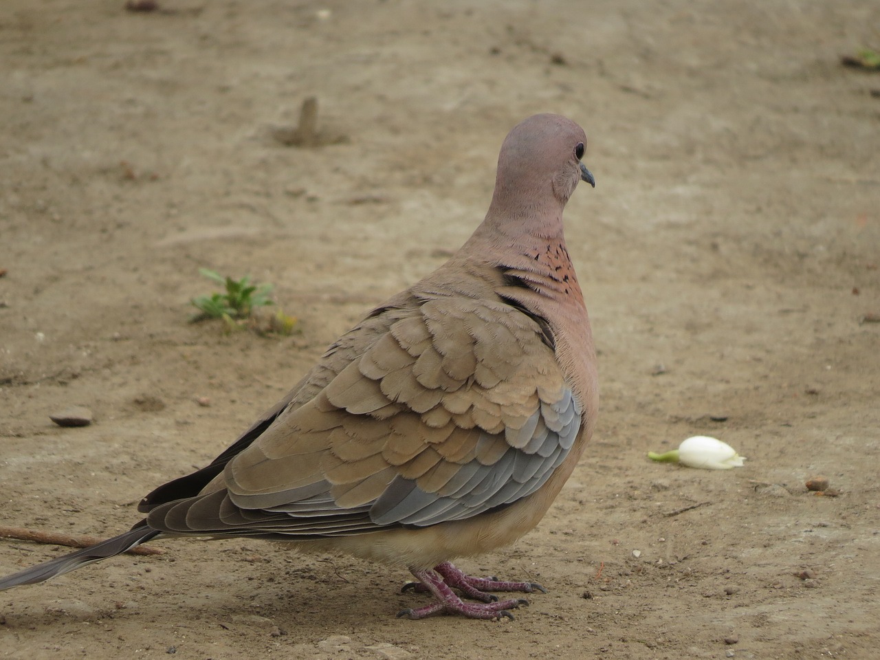 Juokiantis Balandis, Balandis, Paukščiai, Indijos Paukščiai, Nemokamos Nuotraukos,  Nemokama Licenzija