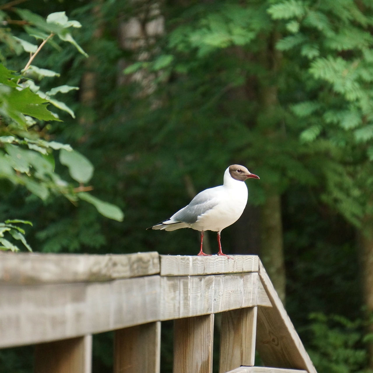 Juoko Burbulas, Larus Ridibundus, Balta Paukštis, Juoda Galva, Ant Tvoros, Nemokamos Nuotraukos,  Nemokama Licenzija