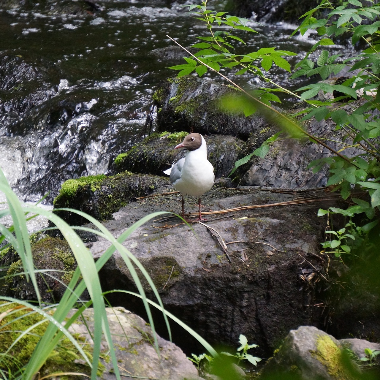 Juoko Burbulas, Larus Ridibundus, Balta Paukštis, Juoda Galva, Nemokamos Nuotraukos,  Nemokama Licenzija