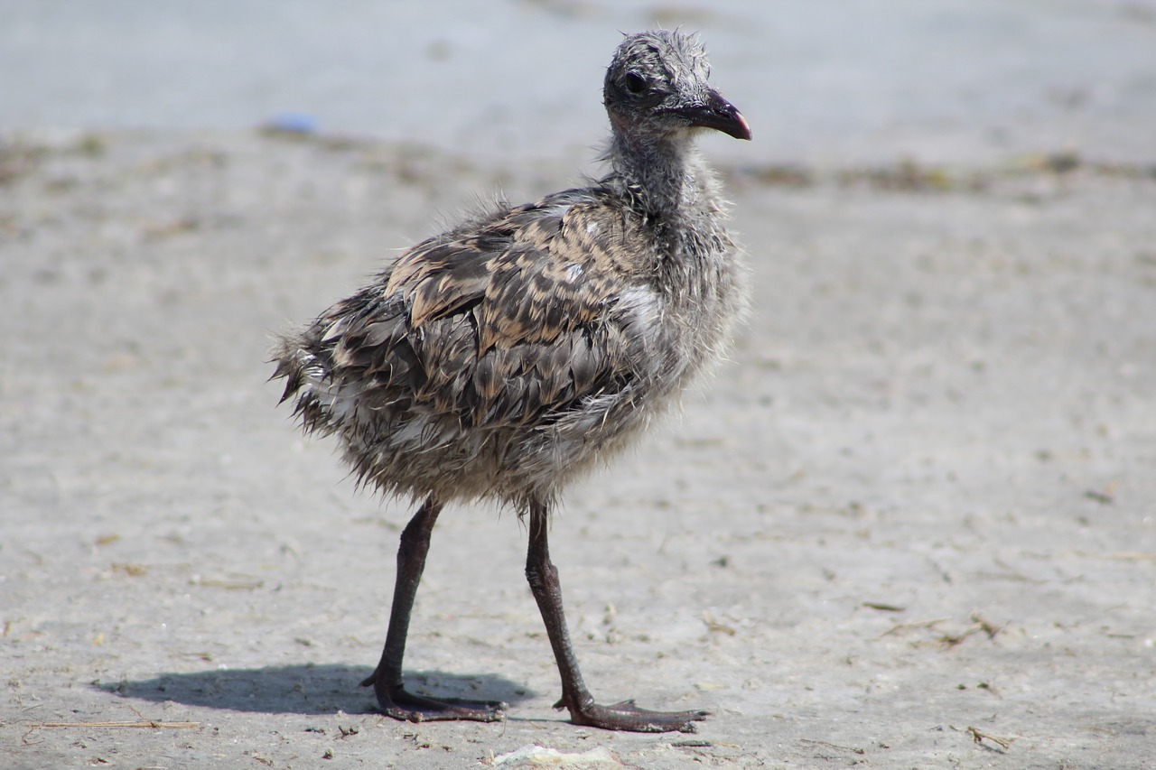 Juoko Burbulas, Viščiukas, Kūdikis, Paukštis, Pakrantės Lenkimas, Rockport, Papludimys, Texas, Nemokamos Nuotraukos,  Nemokama Licenzija