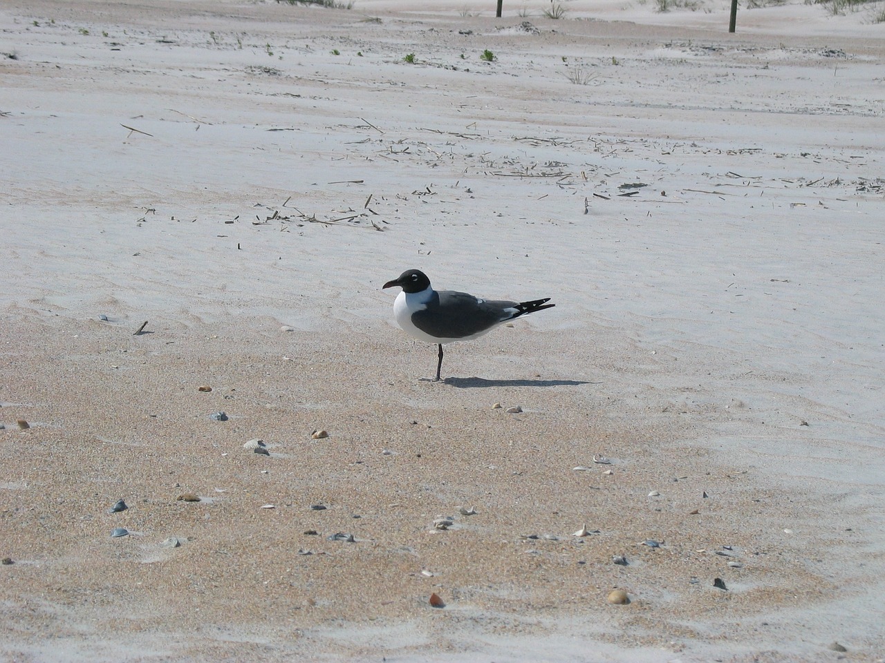 Juoko Burbulas, Paukštis, Papludimys, Vandenynas, Florida, Smėlis, Paukštis, Nemokamos Nuotraukos,  Nemokama Licenzija