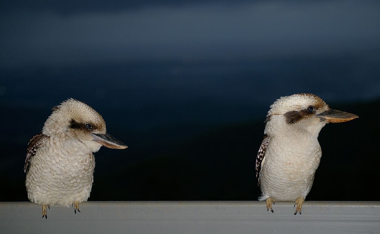 Juokiasi Kookaburra,  Kookaburras,  Du,  Paukščiai,  Laukinių,  Sėdi,  Kingfisher,  Dacelo Novaeguineae,  Kvinslandas,  Australija